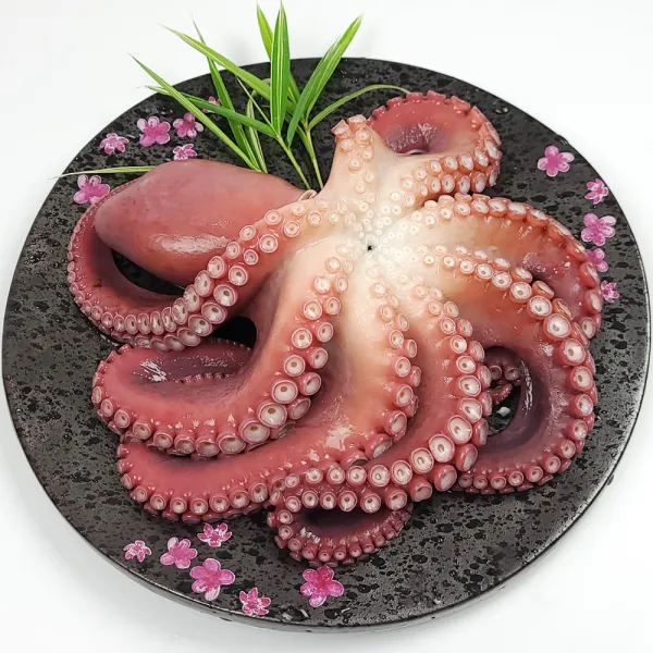 국내산 생물 활 참문어 And 자숙 1kg 2kg 선택구매 # 제수용 선물용 1개 04. 국내산 참문어 2kg 한마리 