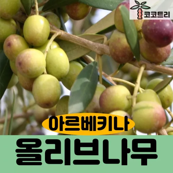 [코코트리] 올리브나무, 1개, 올리브(아르베키나/자가수정) R2cm내외 스탠다드형