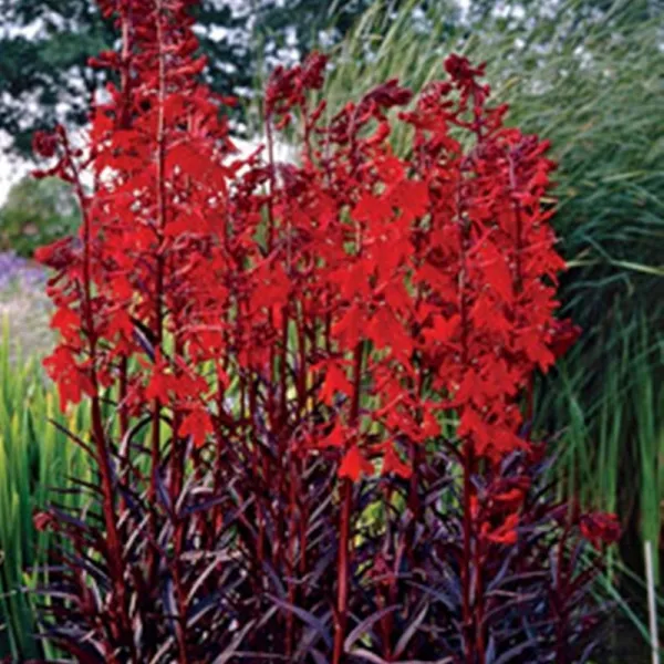 꽃심야생화 자엽숫잔대빅토리아퀸 모종3포트묶음 노지월동 야생화