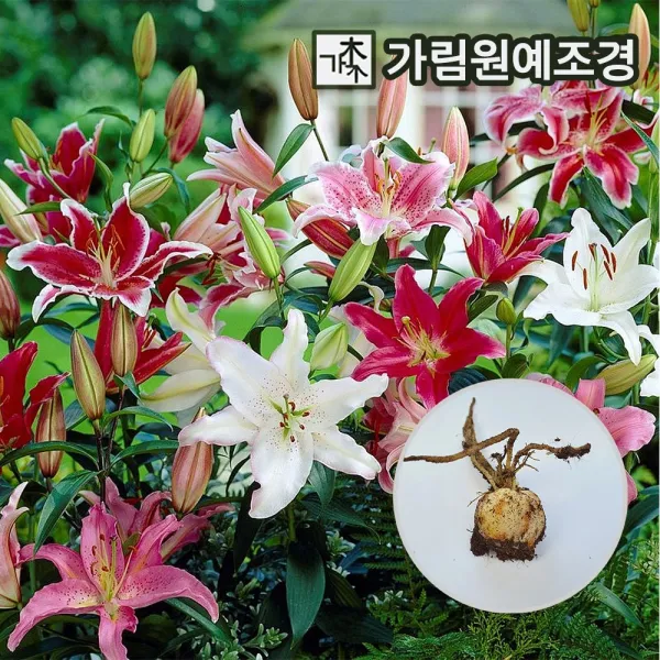 백합 릴리 로즈릴리 구근 5구세트, 백합릴리:러블리데이(5구세트)