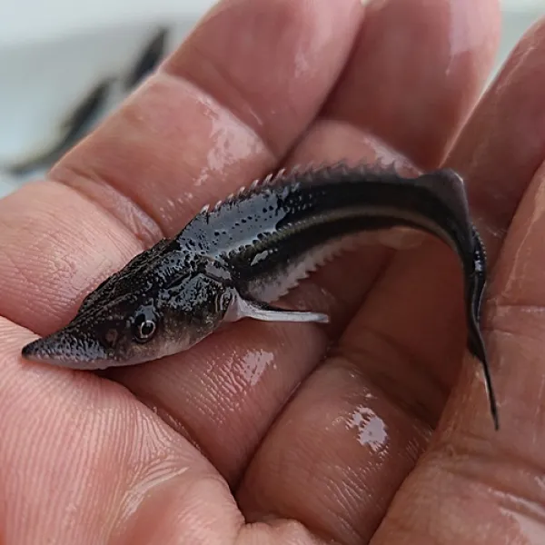 애완 철갑상어 (8cm-10cm)1마리 안전포장비 포함, 1개