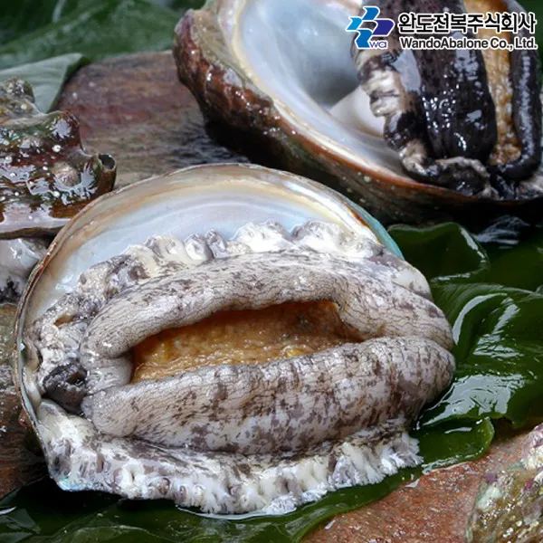 [건강의섬 완도] [산지직송]완도전복 대사이즈 11-12미(횟감 구이 선물용) 1kg_산소, 상세 설명 참조