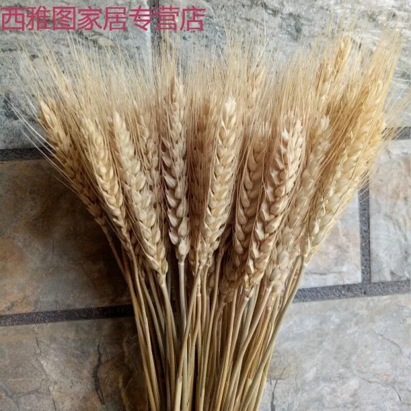 coated (CORATED) 천연 밀보리이삭 꽃다발 개업 보리밭 장식 선물 촬영 소품 건화참화밀 원색 1000 송이