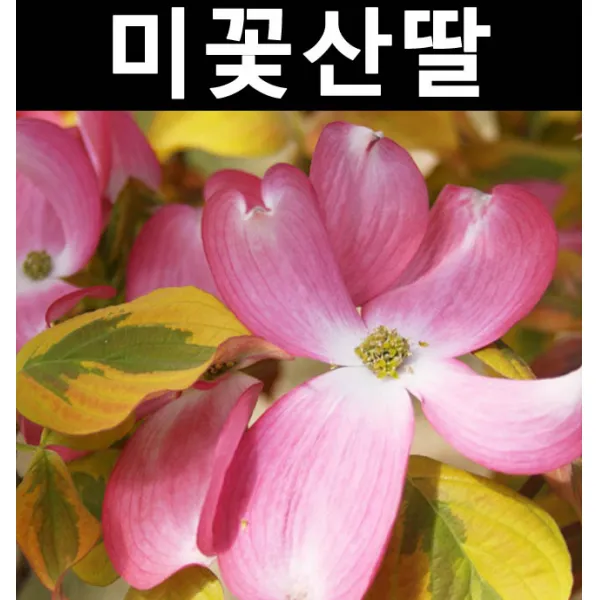 순수농원 미꽃산딸(썬세트) 적색꽃 무늬잎 R4cm(분) 나무 묘목 활엽수 정원용