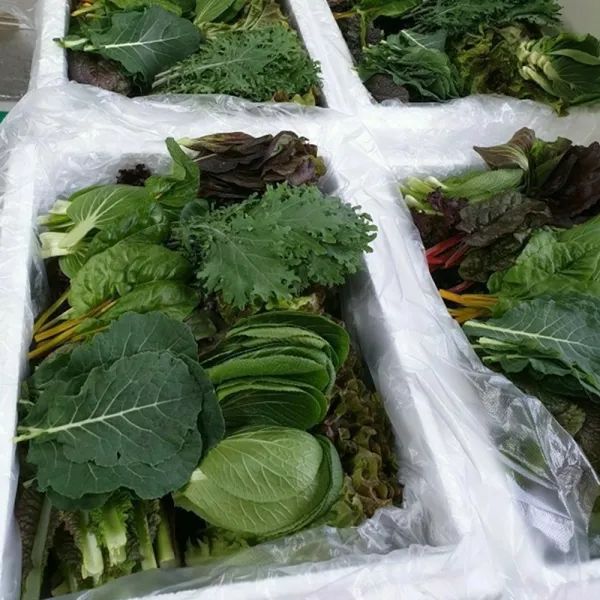 국산 당일수확 쌈돌이 모듬쌈 1kg, 모듬쌈1kg