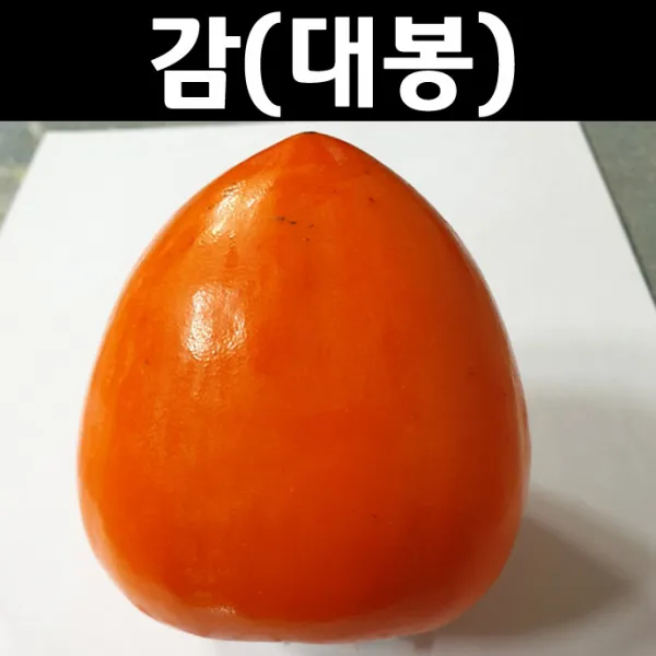 감나무(대봉시) 접목1년(특)/나무 묘목/과실수/유실수