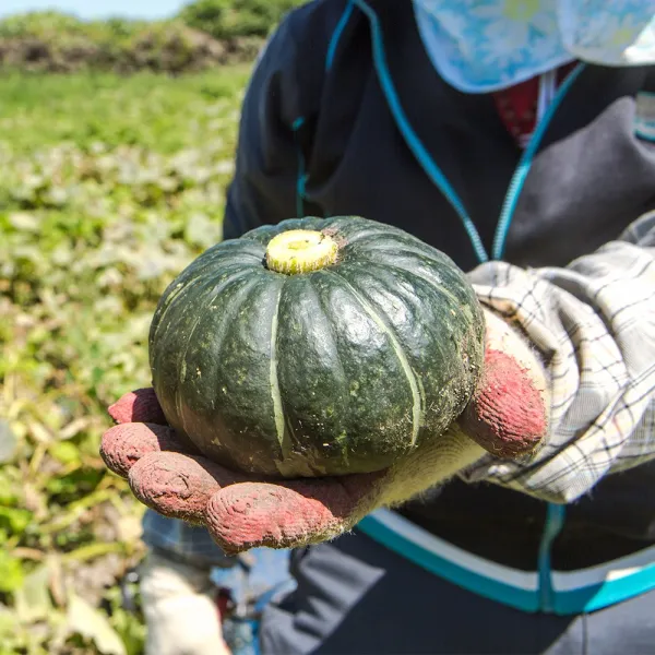 [옴마품]포슬포슬한 단맛! 제주 미니단호박 5kg(10-25과)