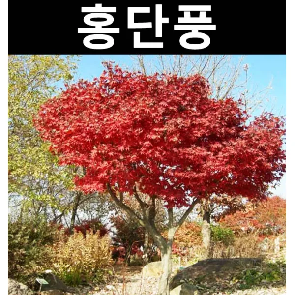 홍단풍(얼치기) 실생3년 키1~1.2m(분)/나무 묘목/활엽수/정원용