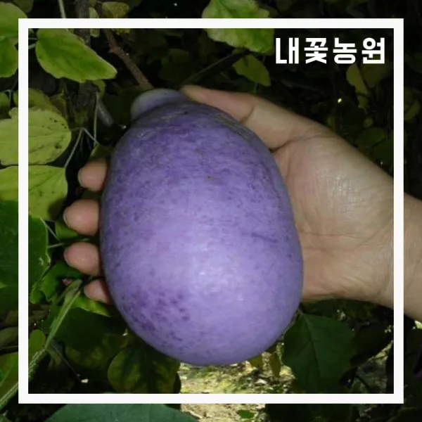 개량으름(대과종) 삽목 2년 포트