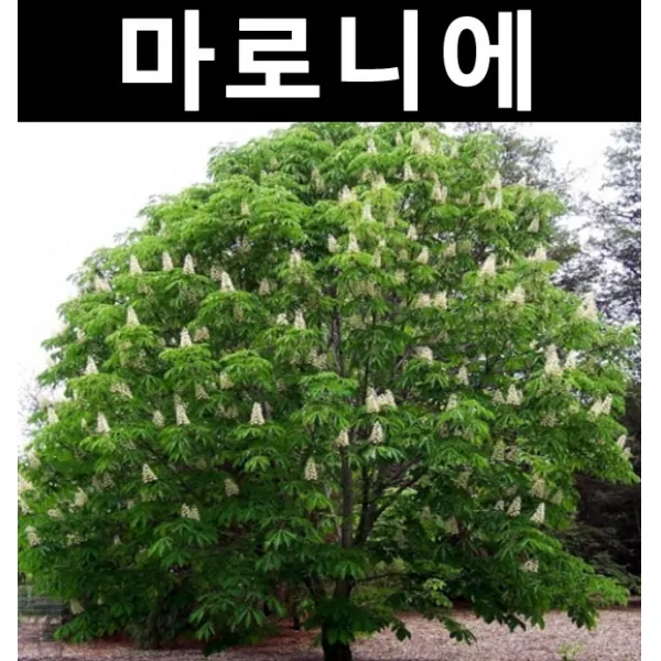 칠엽수(마로니에) 실생3년(뿌리)/나무 묘목/활엽수/정원용