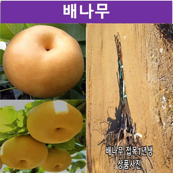 가림원예조경 신고배나무접목1년(3개묶음) 배나무 과실수 묘목 모종