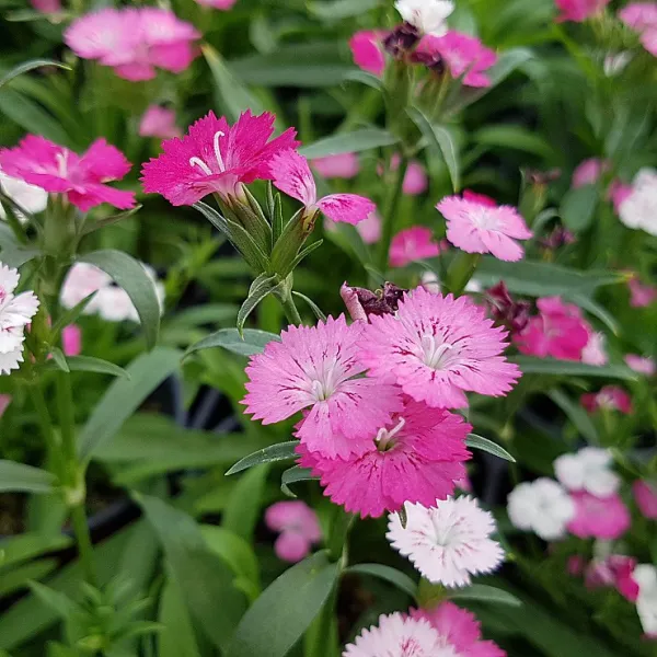 피어나라플라워 오색패랭이 1set 4개 