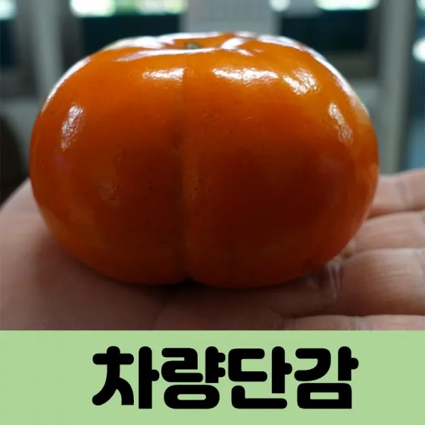코코트리 [감나무], 1개, 차량단감 결실주 R4cm(분)