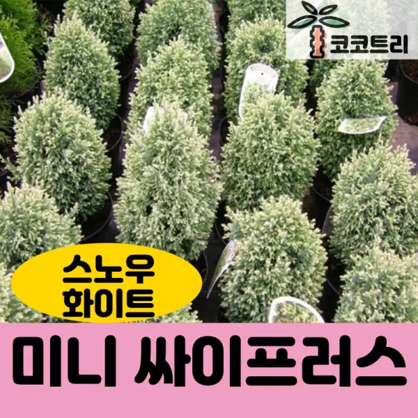 [코코트리] [측백나무] 미니 싸이프러스 특선, 1개, 스노우화이트 9cm 포트