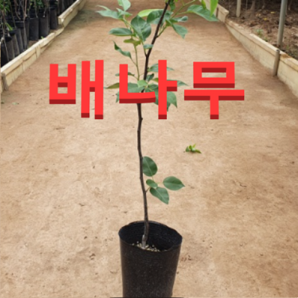 (성실농원) 배나무 묘목(설원) 접목1년(포트) 3그루