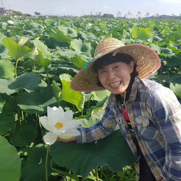 명당연향 (부안 연꽃사랑) 생연잎, 햇연잎 2KG, 약 24~30장, 1개, 2kg