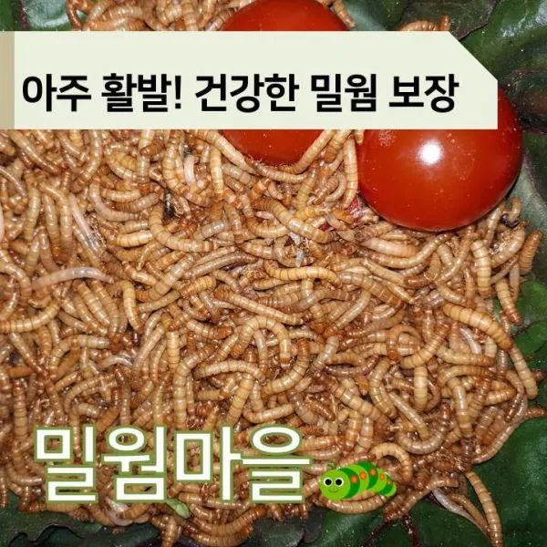 [밀웜마을] 밀웜 파충류먹이 극소(1cm미만), 1000마리