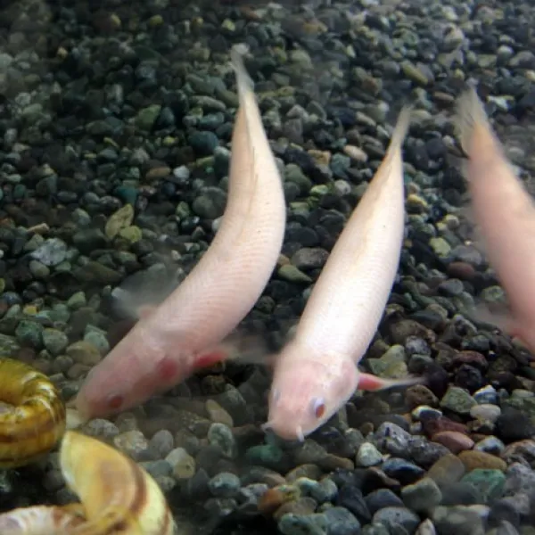  비지떡 폴립테루스 알비노 세네갈 7~8cm 1마리