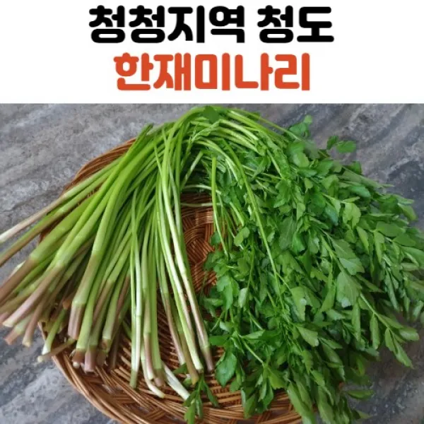 청도 한재 미나리 1kg 2kg, 청도미나리 1kg