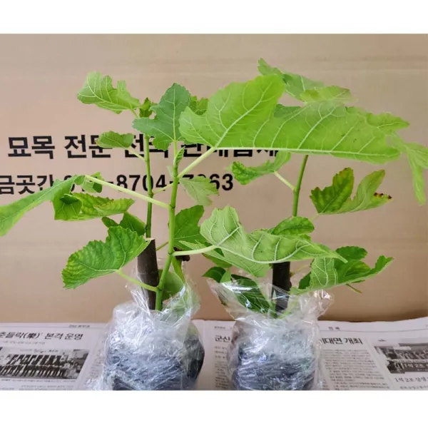 무화과 승정도후인 삽목포트묘목 홍무화과, 1년포트묘목5주