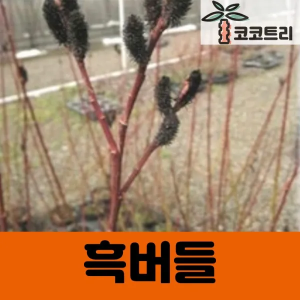 [코코트리] 흑버들 홍버들 묘목, 1개, [5주묶음] 흑버들 삽목2년