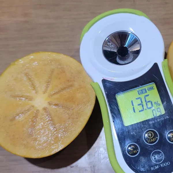 고당도 햇 단감 10kg 50-70개 내외 태추단감 부유단감 대과, 단감 10kg 1박스