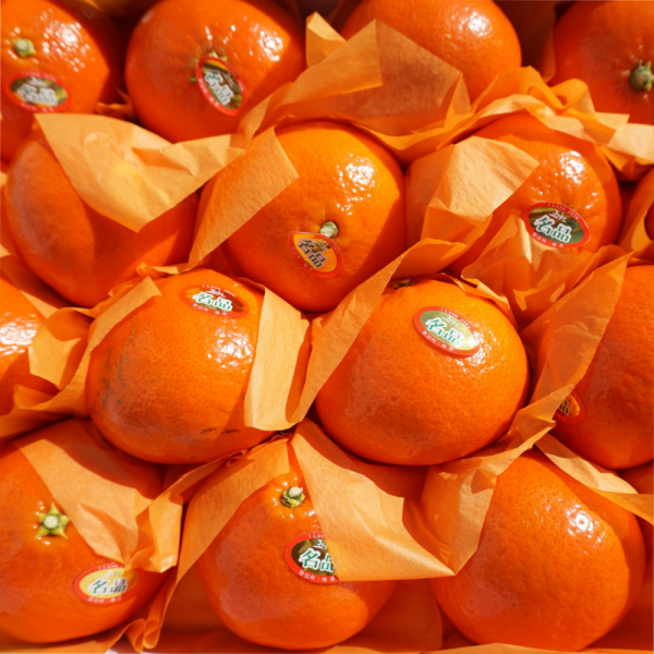  언니의입맛 특등급 제주 천혜향 레드향 홍미향 홍매향 썬레드 설국향 불로초 하우스 감귤 3kg 천혜향 3kg