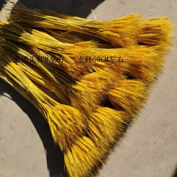 코코위드 모조꽃 천연 밀 말린꽃 프리저브드꽃다발 개업 농악 전원 장식 기프트 촬영함 소품 엘로우 보리 이삭 1000 즈 （60