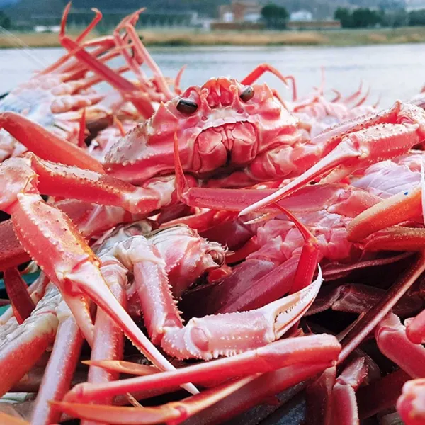 백두대간농수산 제철 홍게 자숙 박달 대게 삼척 속초 영덕 포항 선주직송, 1개, [프리미엄-자숙]홍게 300-600g 혼합3kg