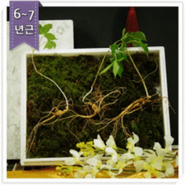 강원산삼초 산양삼 장뇌삼 야생삼 명품 고급 사장님 한국적 선물