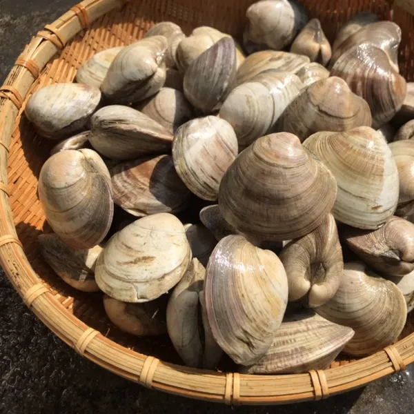 백생합 1kg 백상합 백합조개 조개구이 해물탕 찜 캠핑모듬 조개 바지락 명주 비단 째복 물총 모시 대합 개조개 키조개 삐뚤이 뿔소라 전복 참가리비구이 해산물 수산물 해감완료 흠스 1개 2kg