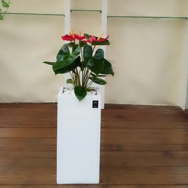 에코플랜트 공기정화식물 반려식물 인테리어화분 [서울 경기 당일배달] [지방 경기외곽 익일배송], 1개, 19. 안시리움 흰색