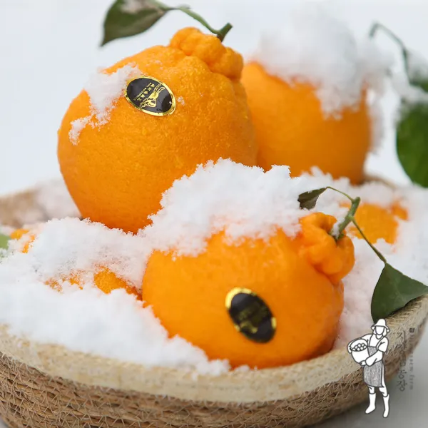 제주 고당도 한라봉 선물세트 가정용 2kg 3kg 5kg 산지직송 1box 한라봉 가정용 5kg 중소과 18과내외 