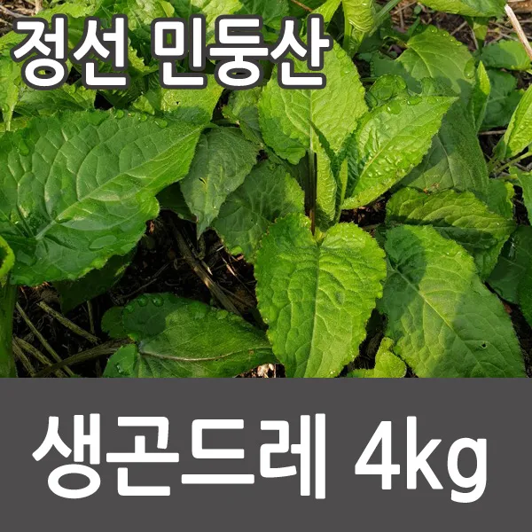 (정선 민둥산) 곰취 생곤드레 곰취나물 곤드레 생곰취 곤드레나물, 1박스, 곤드레나물 4kg