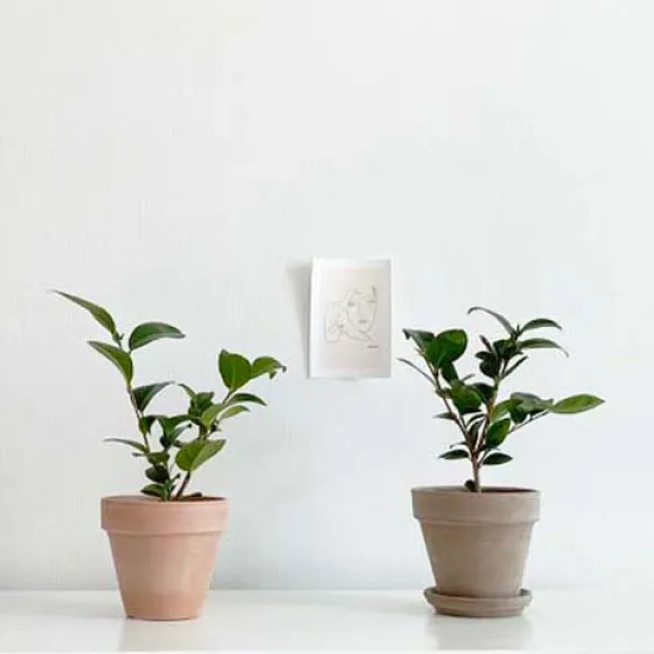 동백꽃피는 인테리어 실내공기정화식물 동백나무, 동백나무 식물만(기본 플라스틱포트)