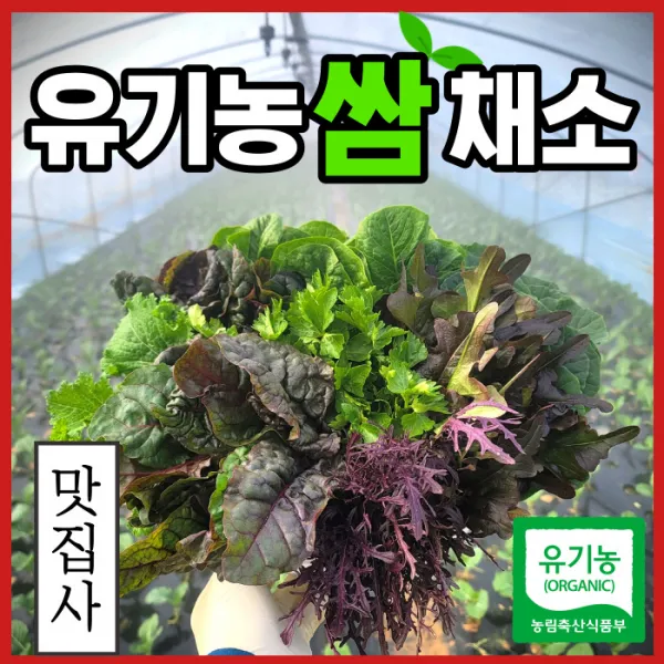 맛집사 유기농 모듬 쌈채소 쌈 야채 샐러드 채소 모듬쌈 로메인 치커리 쌈배추 적근대 청경채 600g 1kg
