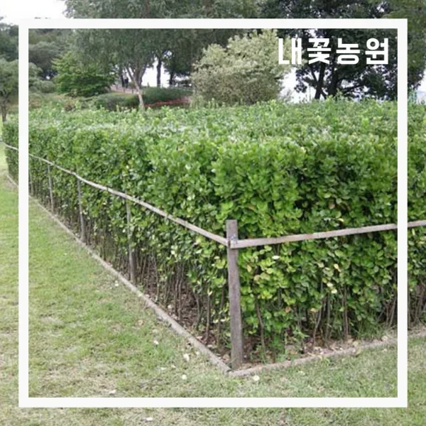 내꽃농원 사철나무 키 100cm 이상