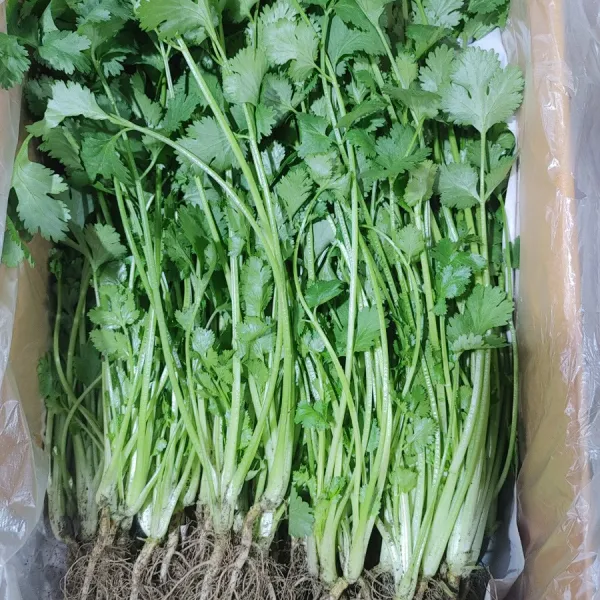 당일수확 고수 고수나물 고수풀 향신료고수, 고수나물 2kg