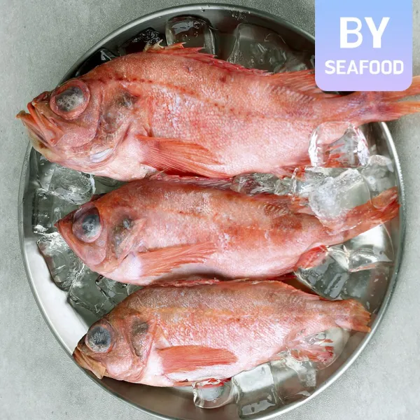 도매 냉동 적어 빨간고기 열기 100/200 11KG(약73미) 박스, 단일상품