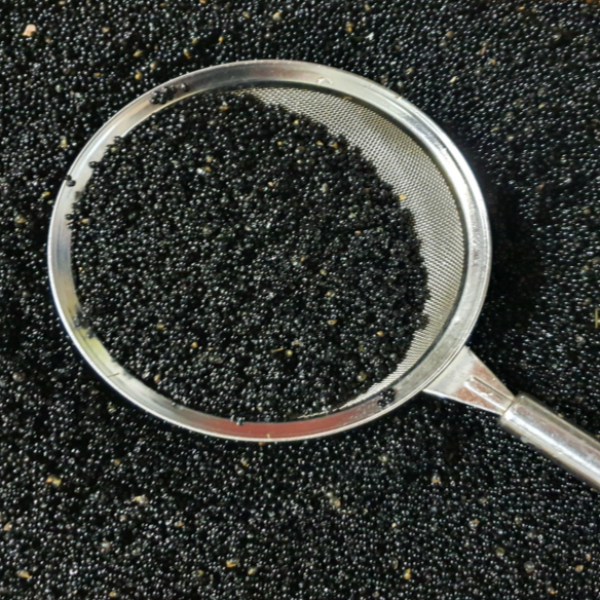 산마늘 씨앗 500g 울등도종 까만 알씨 