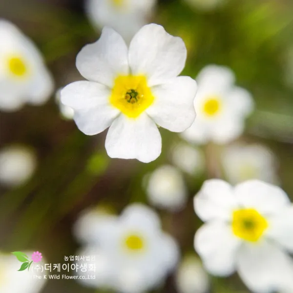 유럽봄맞이(4치포트)[더케이야생화]