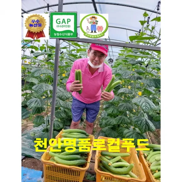 [천안명품 로컬푸드] 천안 백다다기 백오이 농부 직접재배 당일수확 발송 우수농산물 오이 착한가격 30개 50개 100개 (만족은 100% 100개구입시 부추증정), 오이지용50개(특)
