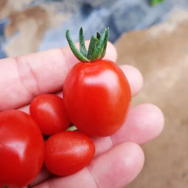 직접 농사지은 강화도 대추방울토마토 3kg 5kg 1박스