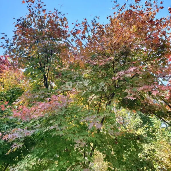 모든원예조경 단풍나무 묘목 (청단풍) 실생2년생