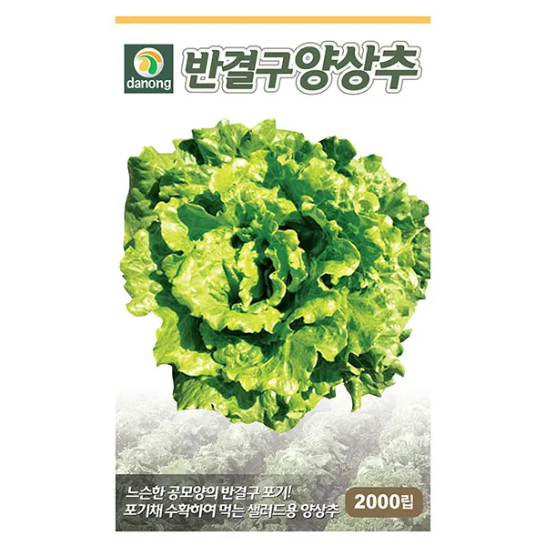 혼합 상추 씨앗 6g - 적치마 청치마 적축면 흑치마 담배상추 상추씨앗 상추씨 쌈채소 야채씨앗 채소씨앗 채소재배 종묘 종자 베란다 텃밭, 02_다농_반결구 양상추(2000립)