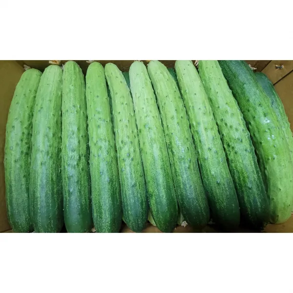백오이/백다다기 (특) 국내산 3kg 5kg 10kg 15kg, 백다다기 3kg