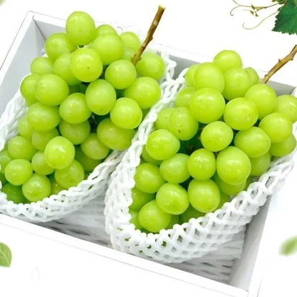 21년산 고당도 청포도 사넬포도 망고포도 샤인머스켓 샤인머스캣 1kg 2kg 가정용 선물용 1수 개당 500~850g 