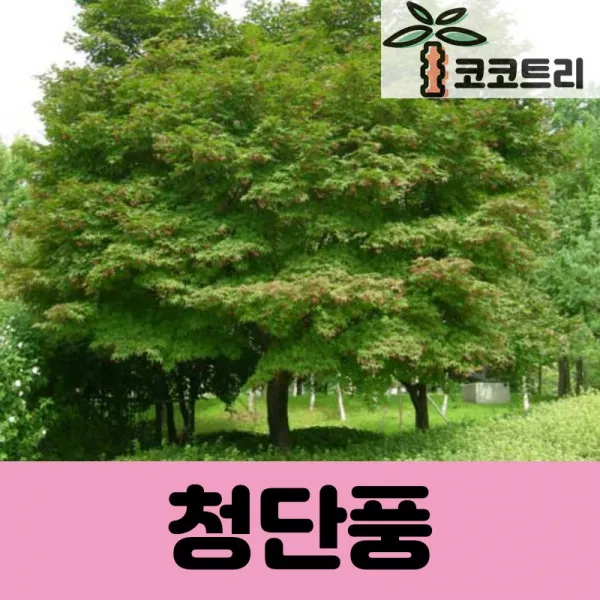 [코코트리] 청단풍 묘목, 1개, [10주묶음] 청단풍 실생1년 특묘