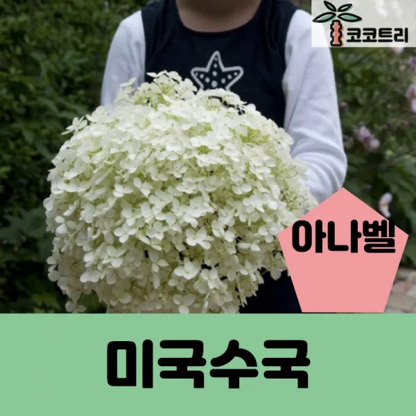 [코코트리] 미국수국(아나벨수국), 1개, 아나벨(미국수국) 7치화분