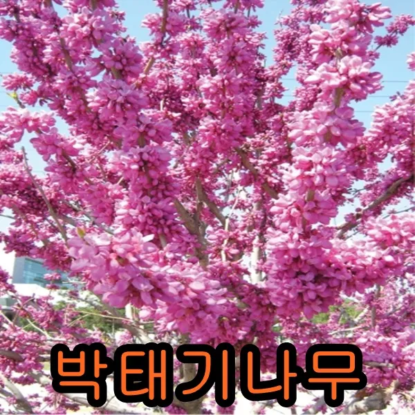 박태기80~1m개화주 2그루 나무 묘목 박태기나무 꽃나무
